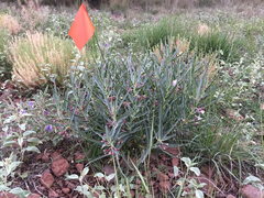 Asclepias brachystephana