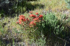 Castilleja chromosa