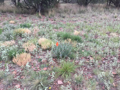 Asclepias brachystephana