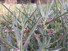 Asclepias brachystephana