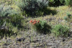Castilleja chromosa
