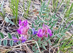 Astragalus shortianus