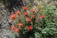 Castilleja chromosa