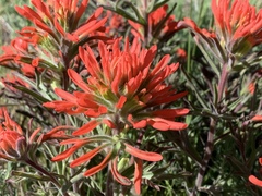 Castilleja chromosa