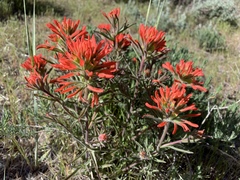 Castilleja chromosa