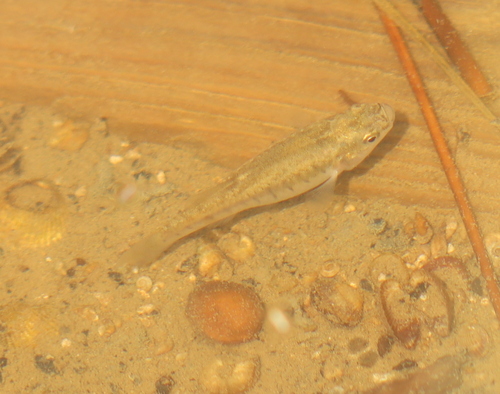 Mediterranean banded killifish (Aphanius fasciatus) — Cyprinodontidae — 5