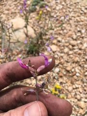 Astragalus casei