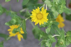 Rayjacksonia phyllocephala