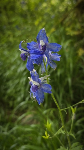 Image of Delphinium trolliifolium by (c) Annie Kreager, some rights reserved (CC BY)