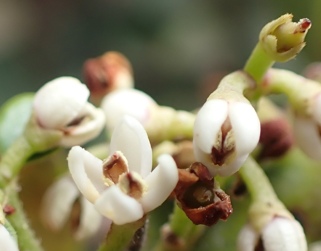 Pock-ironwood from Robberg Nature Reserve, Garden Route District ...