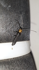 Oberea perspicillata