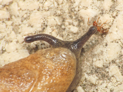 Keeled Slug