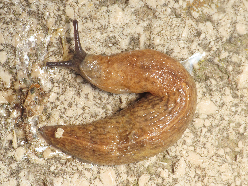Sowerby's Keeled Slug