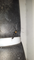 Oberea perspicillata