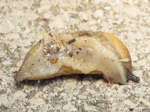 Keeled Slug