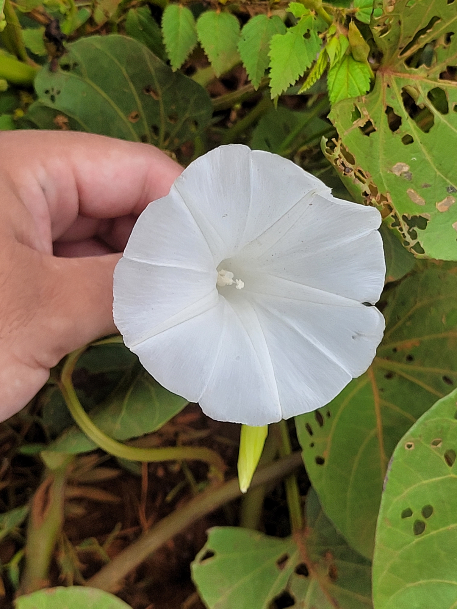 Ipomoea aquatica