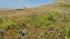 Calystegia macrostegia amplissima