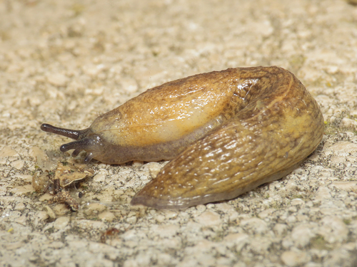 Keeled Slug