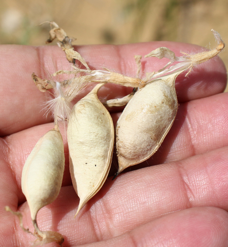 Astragalus longipetalus