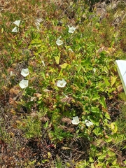 Calystegia macrostegia amplissima