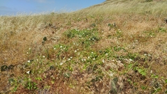 Calystegia macrostegia amplissima