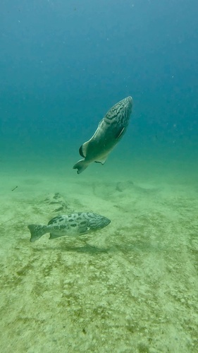 Grouper (Mycteroperca jordani) — Serranidae — 5