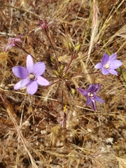 Brodiaea kinkiensis