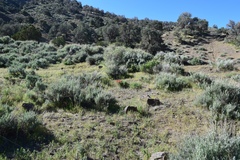 Castilleja chromosa