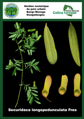 Securidaca longepedunculata