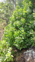 Munzothamnus blairii