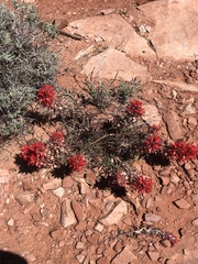 Castilleja chromosa