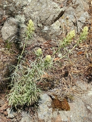 Castilleja grisea