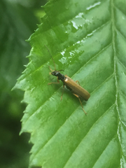 Rhagonycha lignosa