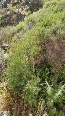 Acmispon dendroideus traskiae