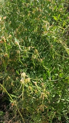 Acmispon dendroideus traskiae