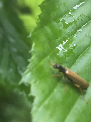 Rhagonycha lignosa