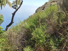 Acmispon dendroideus traskiae