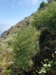 Acmispon dendroideus traskiae