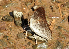 Archaeoprepona demophoon