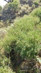 Acmispon dendroideus traskiae