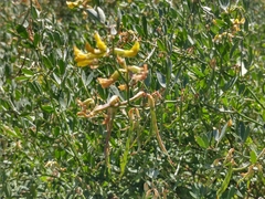 Acmispon dendroideus traskiae