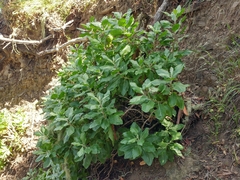 Munzothamnus blairii