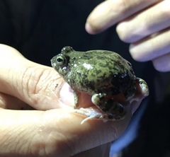 Pleurodema brachyops