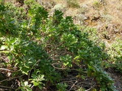 Munzothamnus blairii