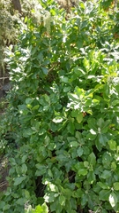 Munzothamnus blairii