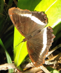 Eurytela hiarbas angustata