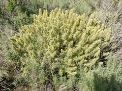 Castilleja grisea