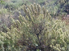 Castilleja grisea