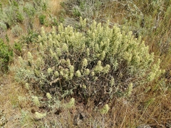Castilleja grisea