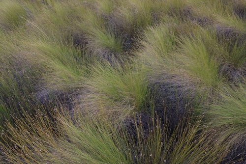 Image of Elegia asperiflora by (c) Tony Rebelo, some rights reserved (CC BY-SA)